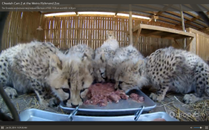 Breakfast at the Cheetah cam, under Mom Lana's watchful eye.